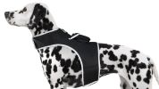 Realtime App Wireless Pet Security GSM GPS Dog Tracking Collars Device Size:XL