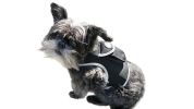 Pocket Collar Pet GPS Tracking Device Dog Cat Wireless Security System Size:M