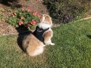 Pet Tracker Wireless Pet Security Surveillance GSM GPS Dog Tracking System Size:XL