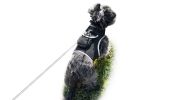 Pet Tracker Waterproof GSM GPS Dog Tracking Devices Wireless Pet Security Size:XS