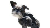 Realtime App Wireless Pet Security GSM GPS Dog Tracking Collars Device Size:XS