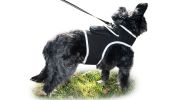 Realtime App Wireless Pet Security GSM GPS Dog Tracking Collars Device Size:XS