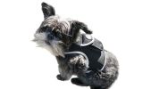 GSM GPS Wireless Pet Tracker for Cat/Dog Security Protection Tracking Size:XL