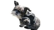 Wireless GPS Pet Chip Tracker for Realtime Pet Surveillance Security Size:S