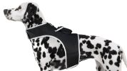 Pet Tracker Waterproof GSM GPS Dog Tracking Devices Wireless Pet Security Size:XS