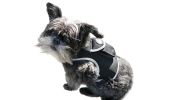 Pet Tracker Waterproof GSM GPS Dog Tracking Devices Wireless Pet Security Size:XS