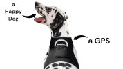 Wireless GPS Pet Chip Tracker for Realtime Pet Surveillance Security Size:L